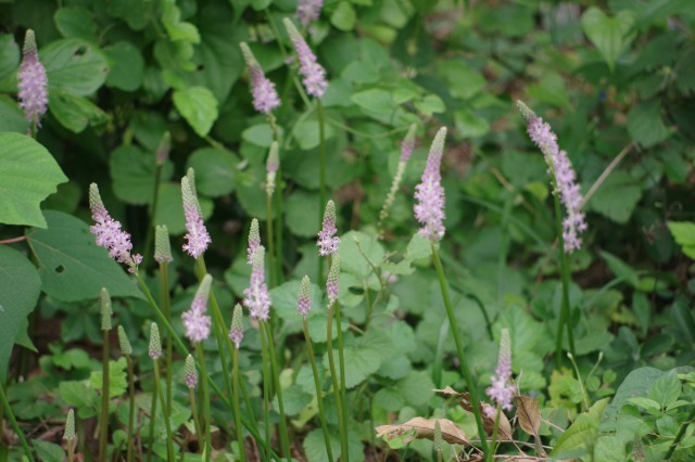 とちぎ花センターとマイガーデンの花_b0356401_22380286.jpg