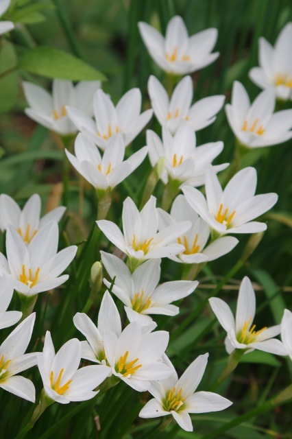 とちぎ花センターとマイガーデンの花_b0356401_22385974.jpg