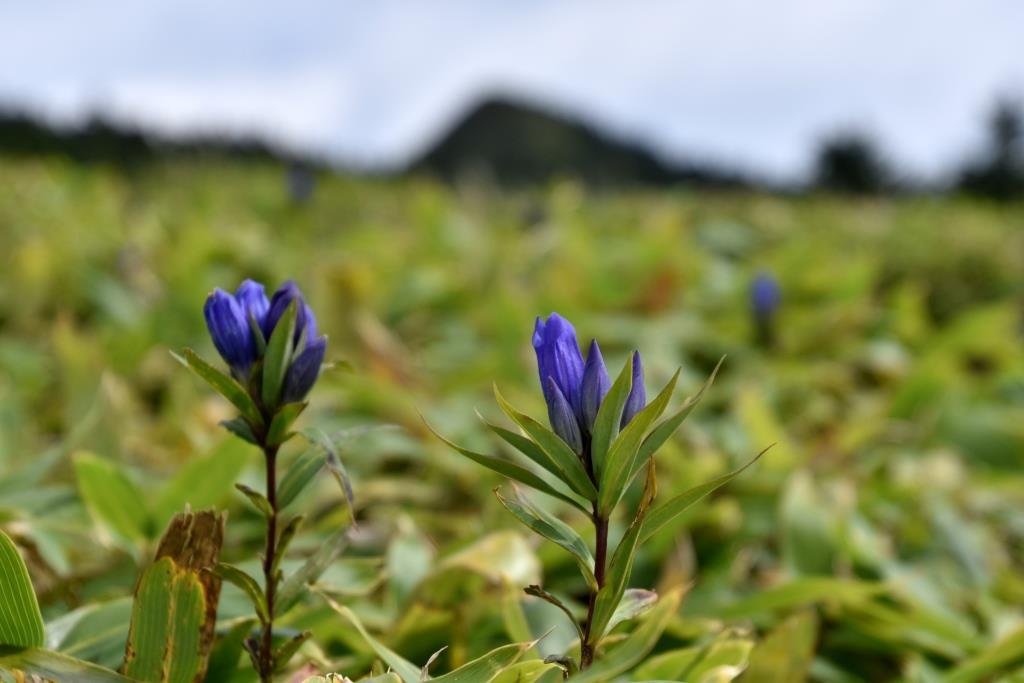 リンドウの花咲く『根子岳～四阿山周回』大展望を満喫_a0340812_15301429.jpg