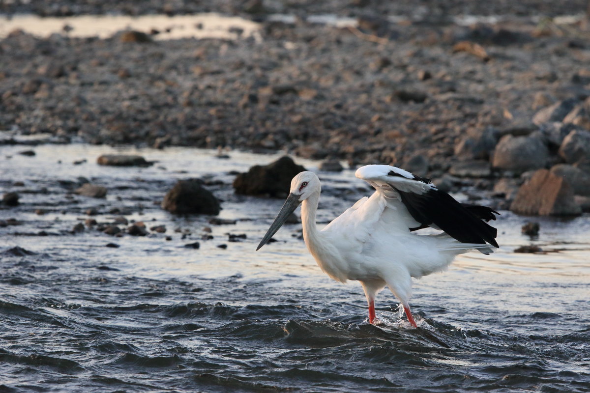 コウノトリ Ⅹ 夕方の餌探し_f0369315_09001835.jpg