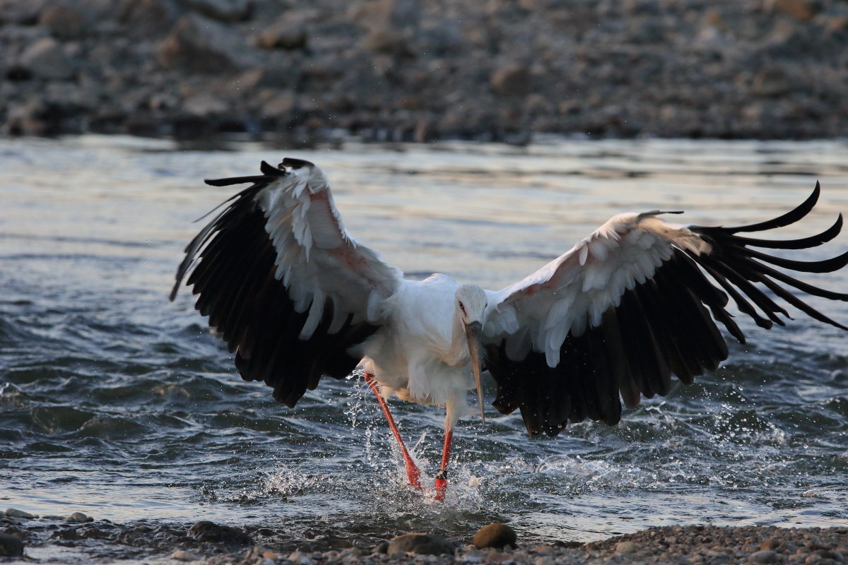 コウノトリ Ⅹ 夕方の餌探し_f0369315_09001907.jpg