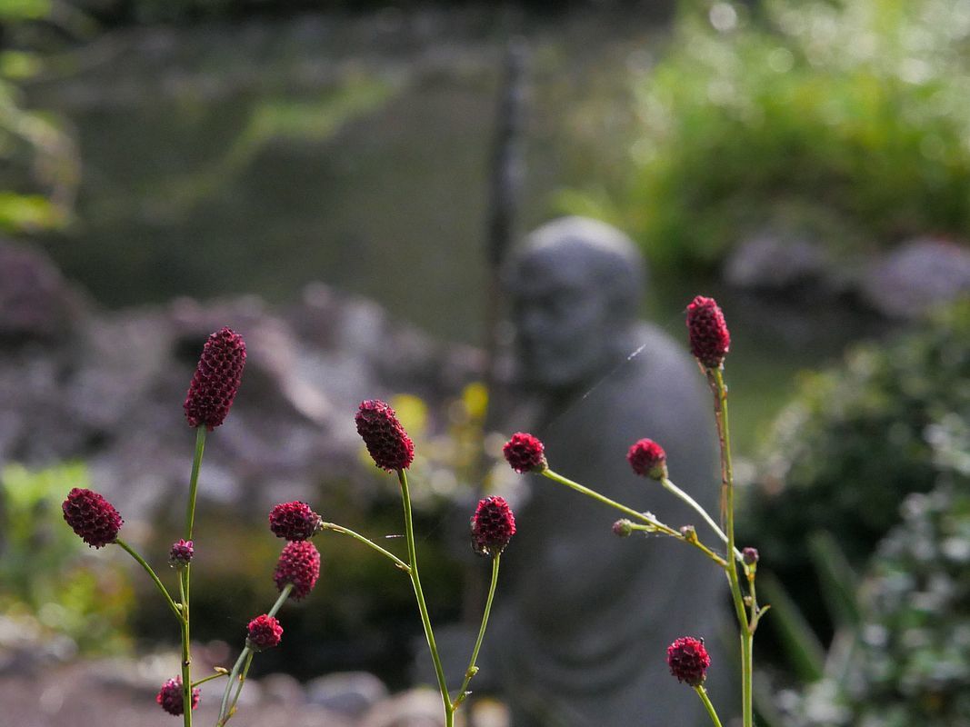 夏の終わりか・・・東国花の寺百花寺・・・常楽寺・太田市_a0031821_21375056.jpg