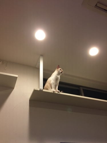 c0342535_20370273.jpeg