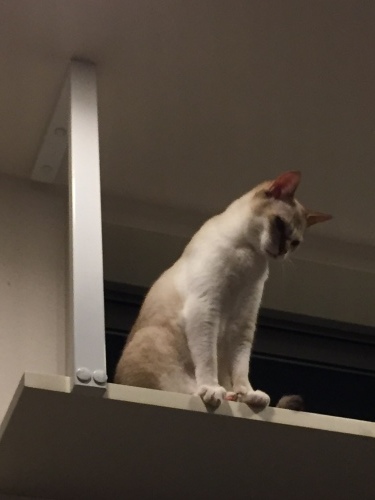 c0342535_20383567.jpeg