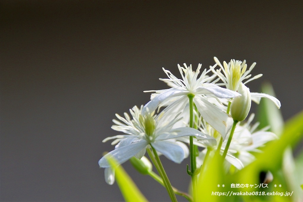 仙人草の花が咲きだしました(^^♪_e0052135_16413256.jpg