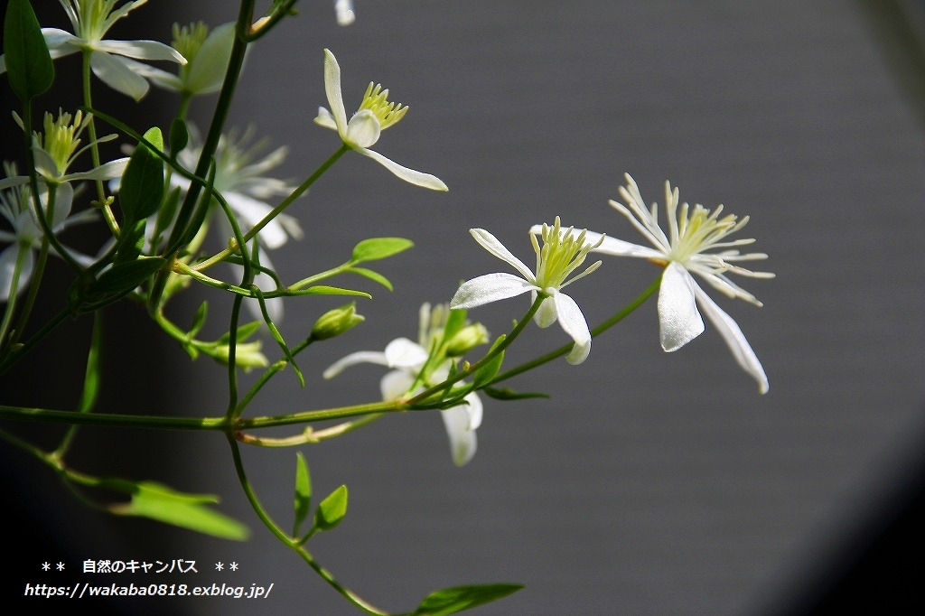 仙人草の花が咲きだしました(^^♪_e0052135_16413533.jpg