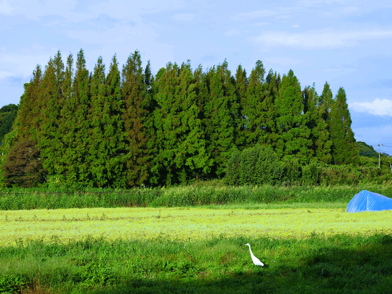 d0290240_17390562.gif