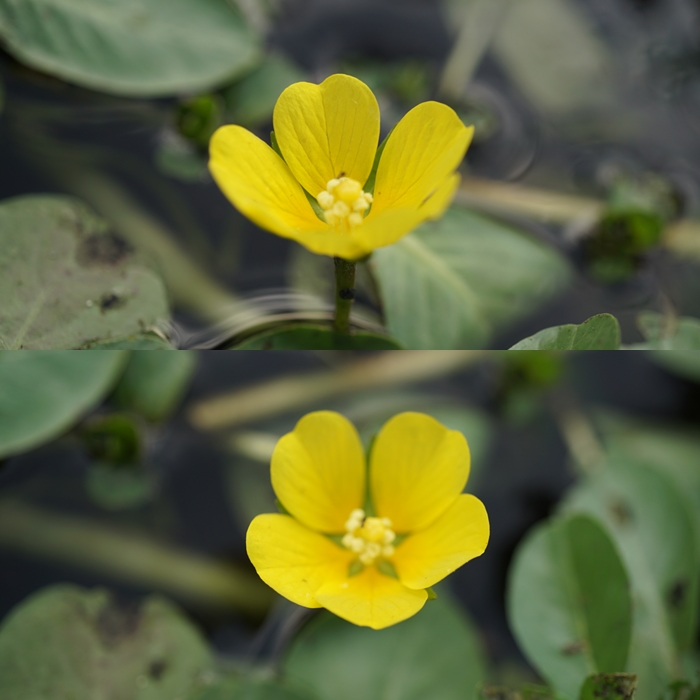 阿蘇、宮崎、九重の三日間・・・一日目（南阿蘇から宮崎へ）_f0016066_8585613.jpg