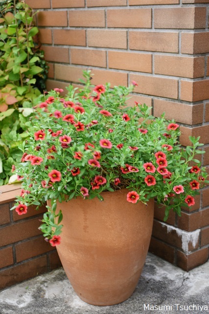 頼れるカリブラコア この植物をお買い2 頼れるカリブラコア この植物をお買い2