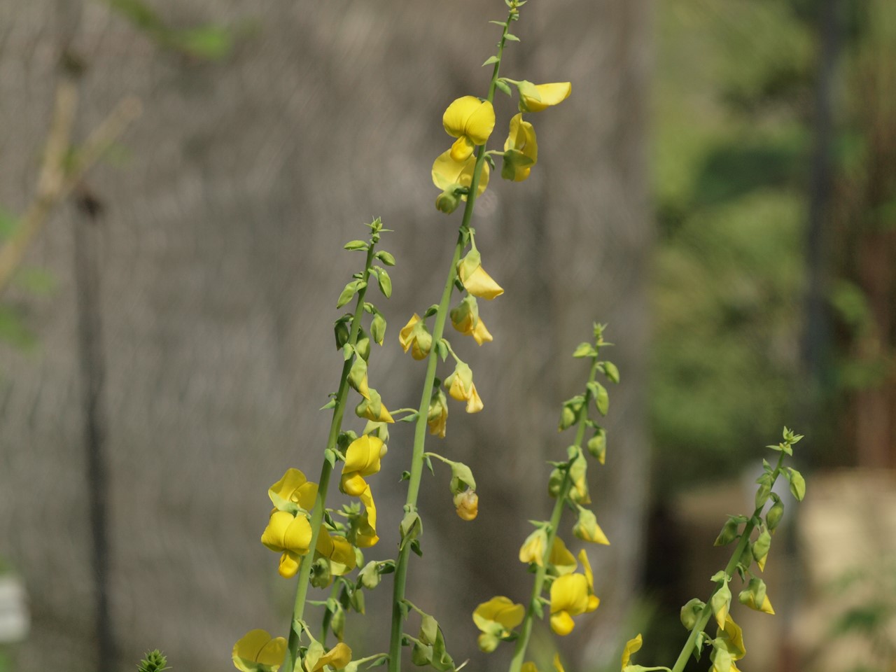 d0054276_2075980.jpg