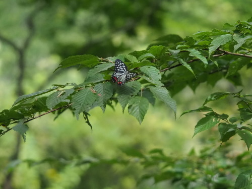 植物園と里山へ_f0348480_16483157.jpg