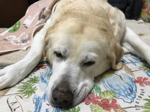 f0315081_17311986.jpeg