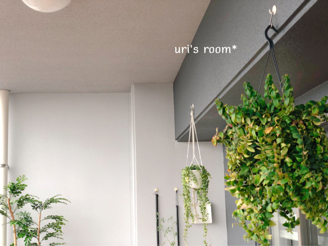 天井からのインテリアグリーンの吊るし方について Uri S Room 心地よくて美味しい暮らし