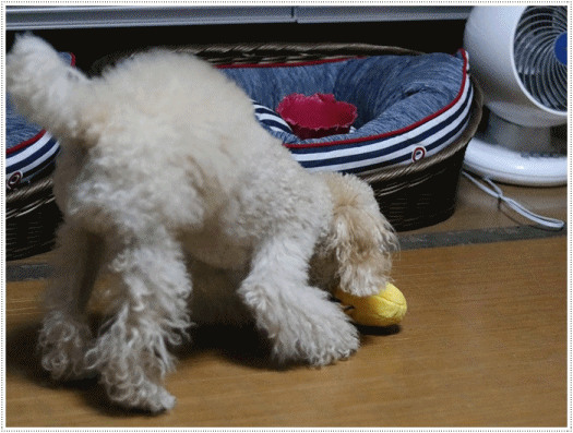 b0175688_19510169.gif