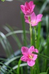 願い_a0333195_08050729.jpg