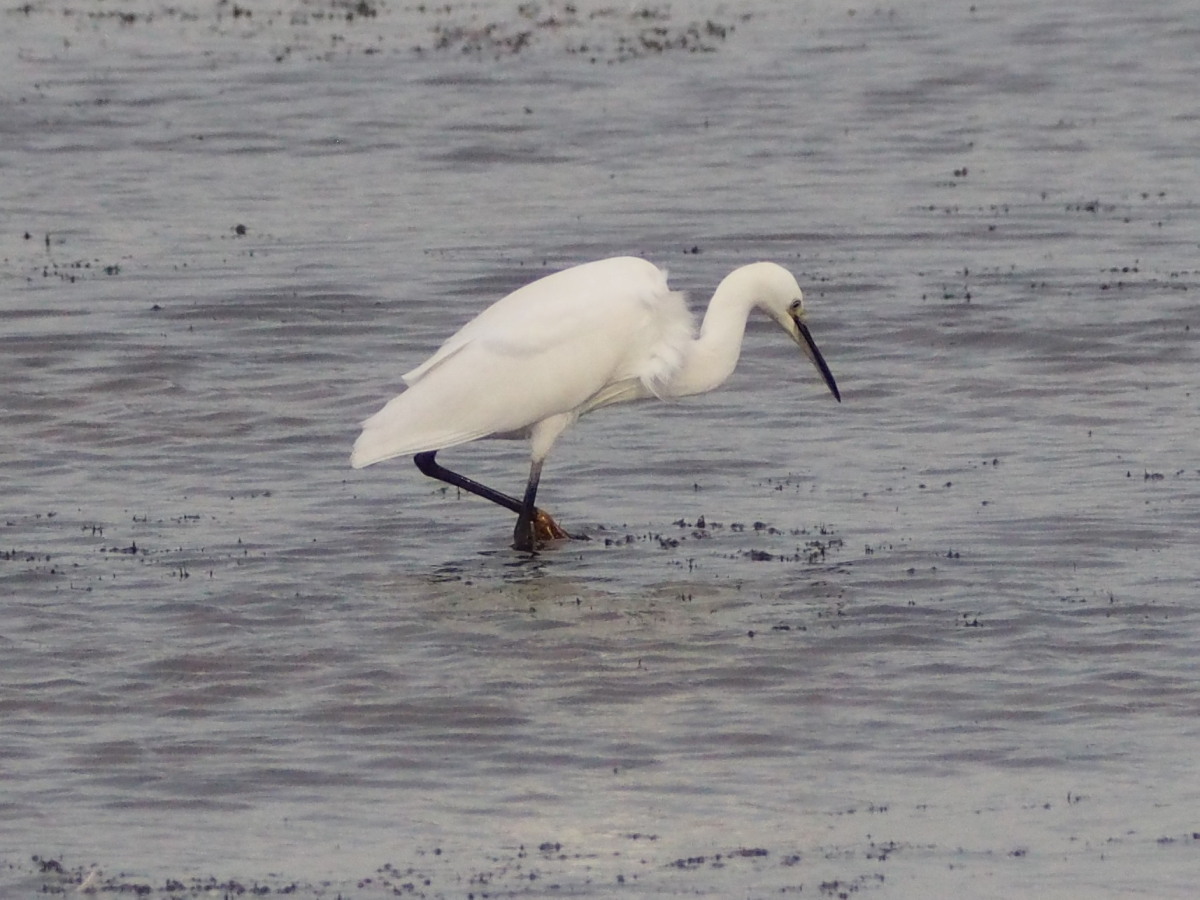 調整池の鳥たち①_c0360399_23414273.jpg