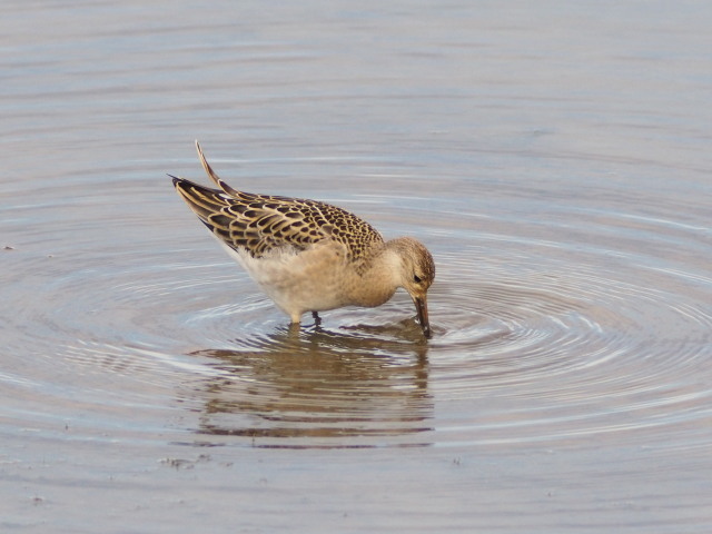 調整池の鳥たち①_c0360399_23460271.jpg