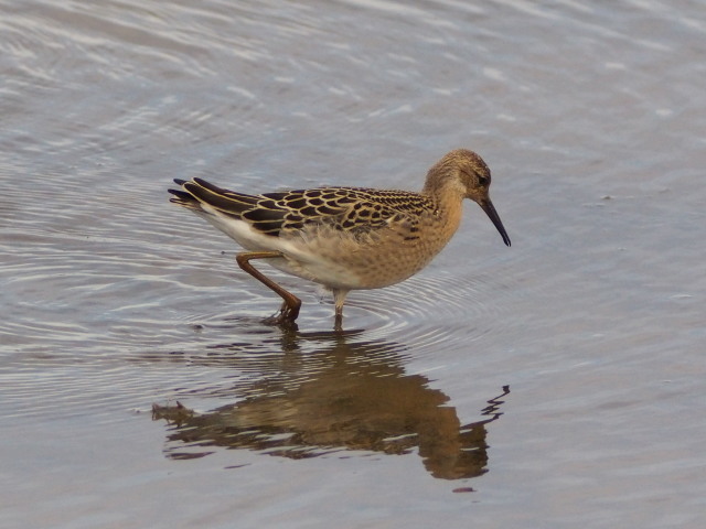 調整池の鳥たち①_c0360399_23463773.jpg