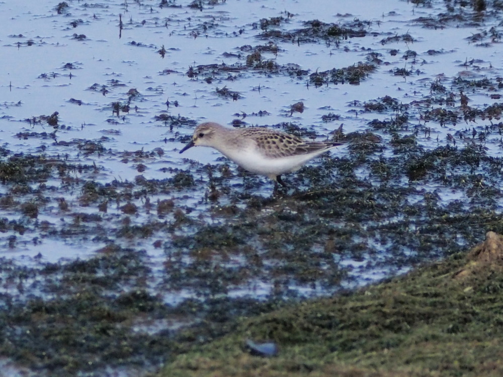 調整池の鳥たち①_c0360399_23503152.jpg