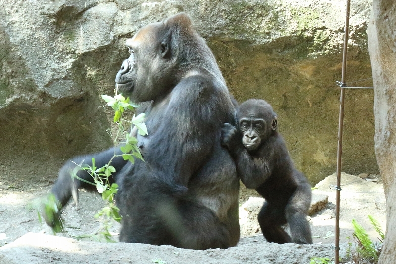 僕の名前はリキ、来月には１歳になるゴリラの赤ちゃんです　　　　（上野動物園）_b0291402_22133928.jpg