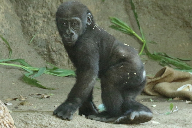 僕の名前はリキ、来月には１歳になるゴリラの赤ちゃんです　　　　（上野動物園）_b0291402_22141087.jpg