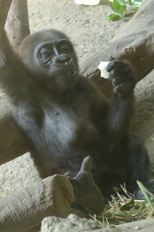 僕の名前はリキ、来月には１歳になるゴリラの赤ちゃんです　　　　（上野動物園）_b0291402_22151949.jpg