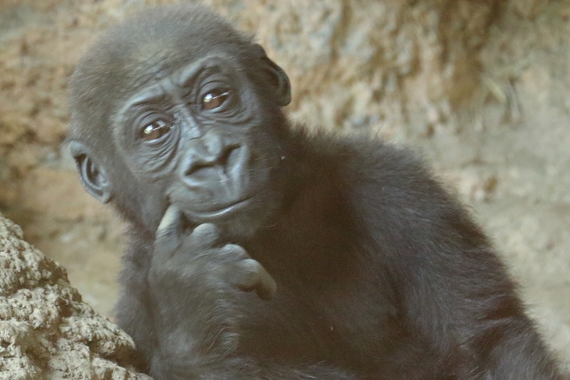 僕の名前はリキ、来月には１歳になるゴリラの赤ちゃんです　　　　（上野動物園）_b0291402_22161682.jpg