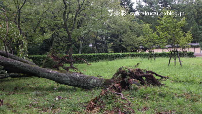 御所に行く9月　台風跡4_b0191505_09505507.jpg