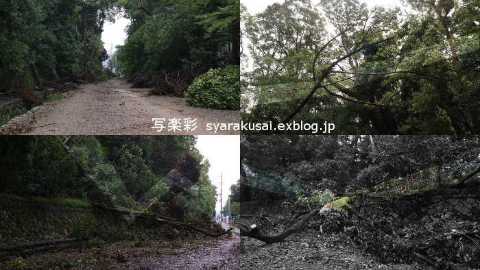 御所に行く9月　台風跡4_b0191505_09510635.jpg