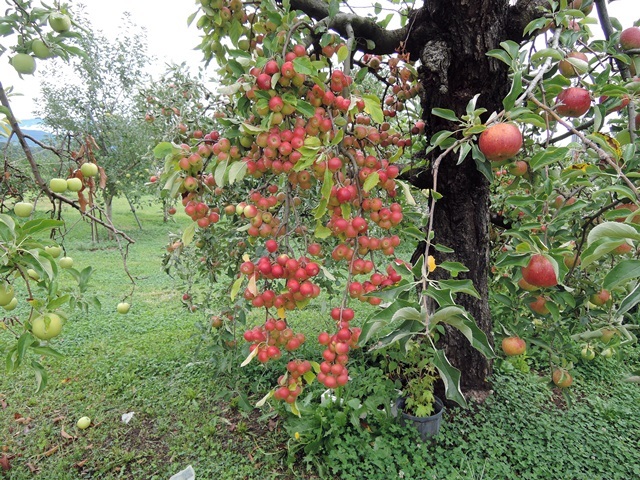 f0373905_14344920.jpg