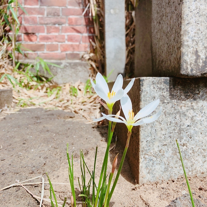 都電荒川車庫から田端・大龍寺へ_d0138811_22383282.jpeg