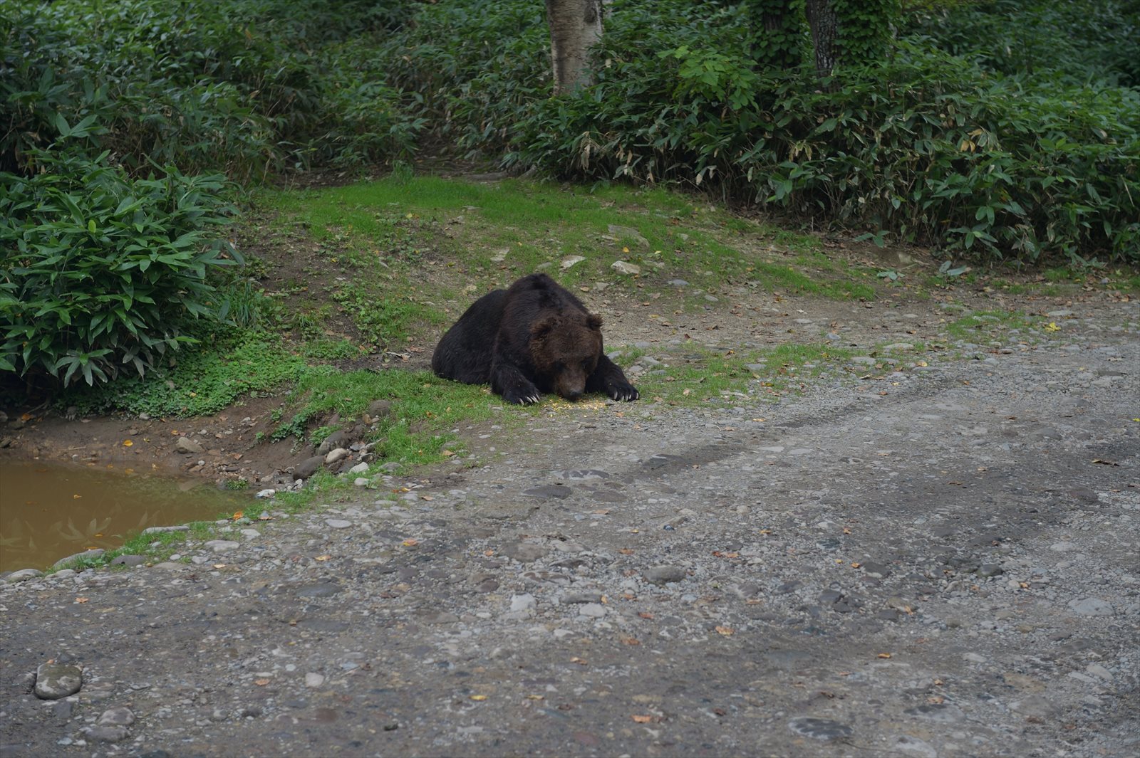 サホロ　ベアマウンテン_a0145819_2036983.jpg