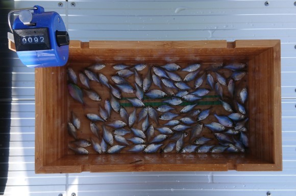 印旛沼タナゴ釣り ともアルバム