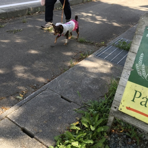 a0291132_14260759.jpeg