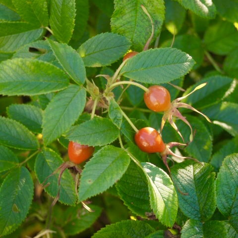 a0329935_09505459.jpeg