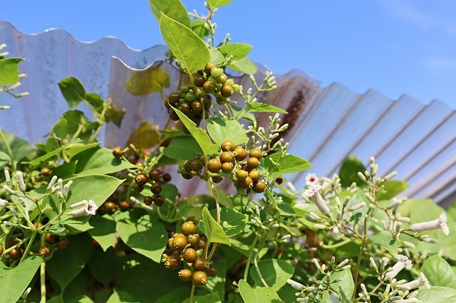 a0242438_19191090.jpg