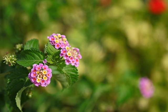 a0242438_19192166.jpg