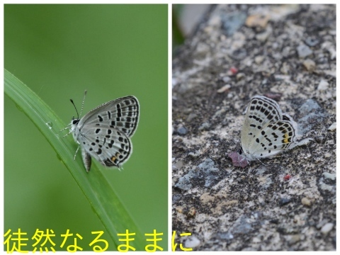 ムシャクロツバメシジミ   in  福岡2018_d0285540_21330579.jpg