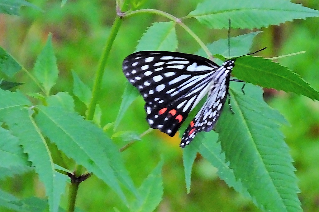 b0236251_11430620.jpg