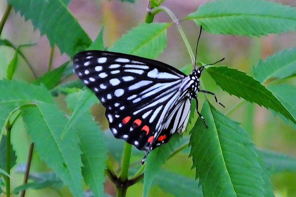 b0236251_11450630.jpg