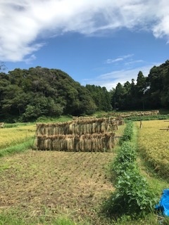 稲刈り終了_b0034072_18012761.jpg