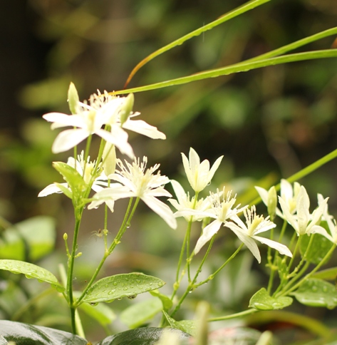 センニン草の花_b0214473_947887.jpg