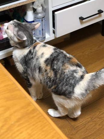 掃除中は走らない!!_e0355177_13280677.jpg