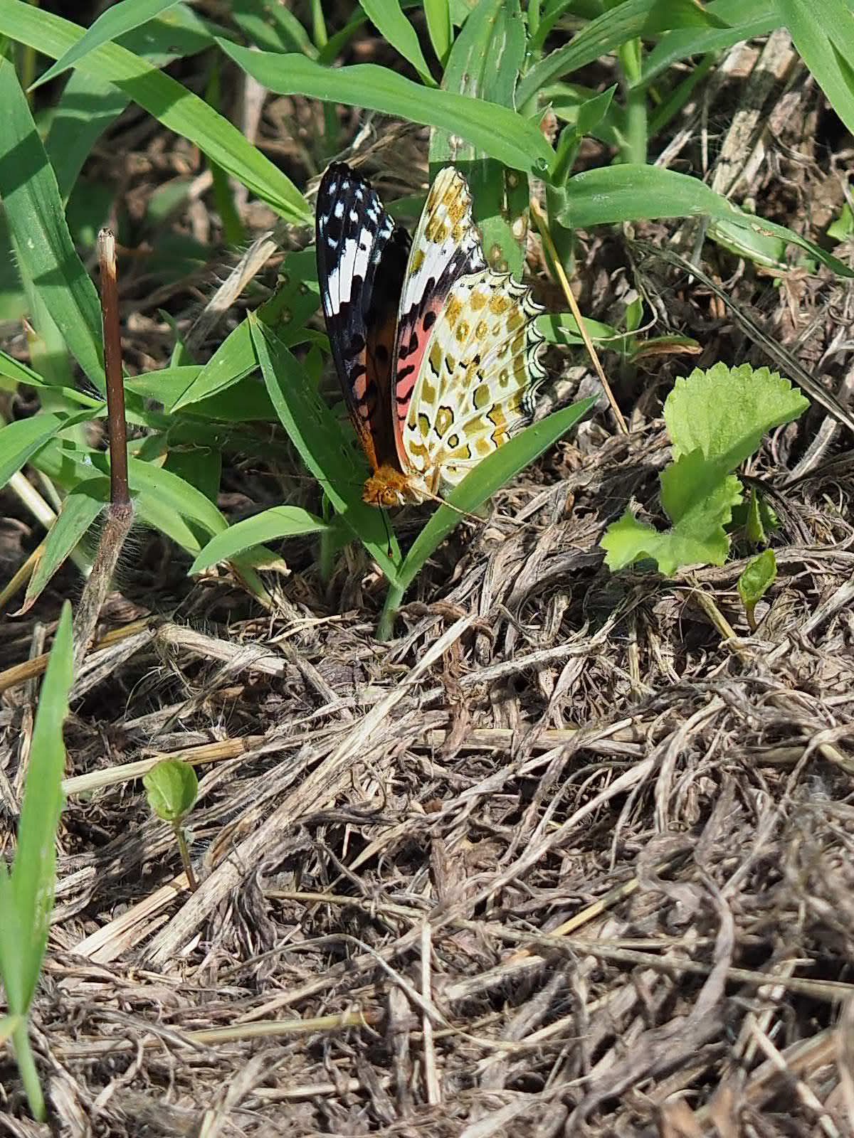 チョウ3種の産卵_f0348480_17403068.jpg