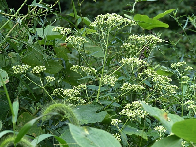 f0357487_20482200.jpg