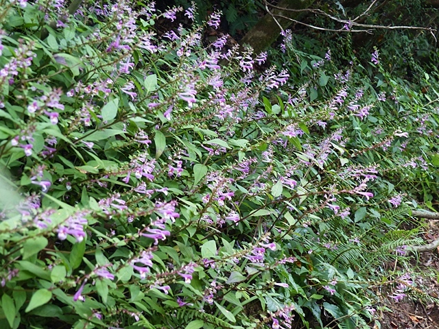 f0357487_21483289.jpg