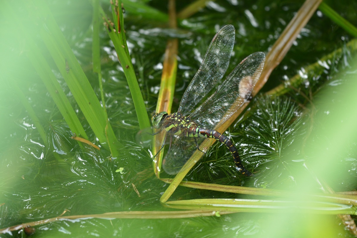 e0353790_22155377.jpg