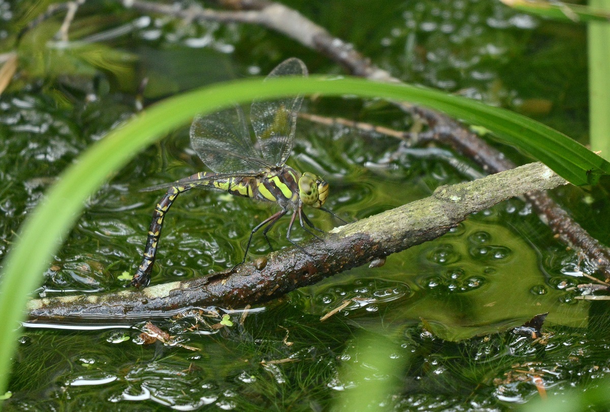 e0353790_22160320.jpg