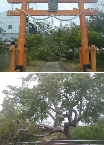 ●台風２１号の被害、続き_d0053294_00391892.jpg