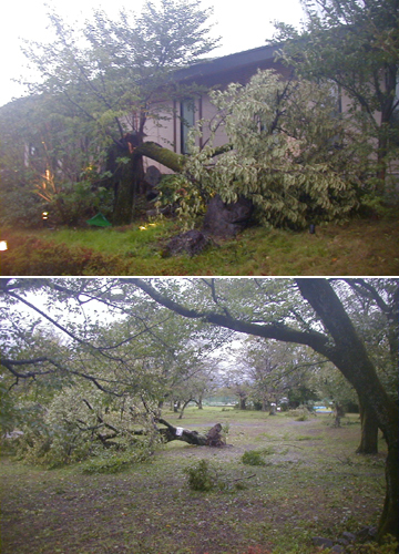 ●台風２１号の被害、続き_d0053294_00395416.jpg